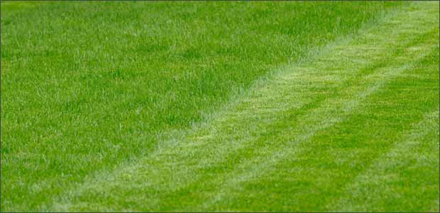 Grass